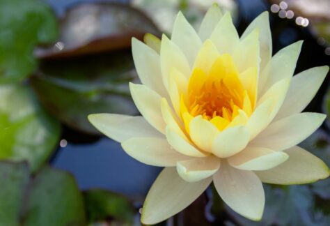 Mantra rises with the first light.